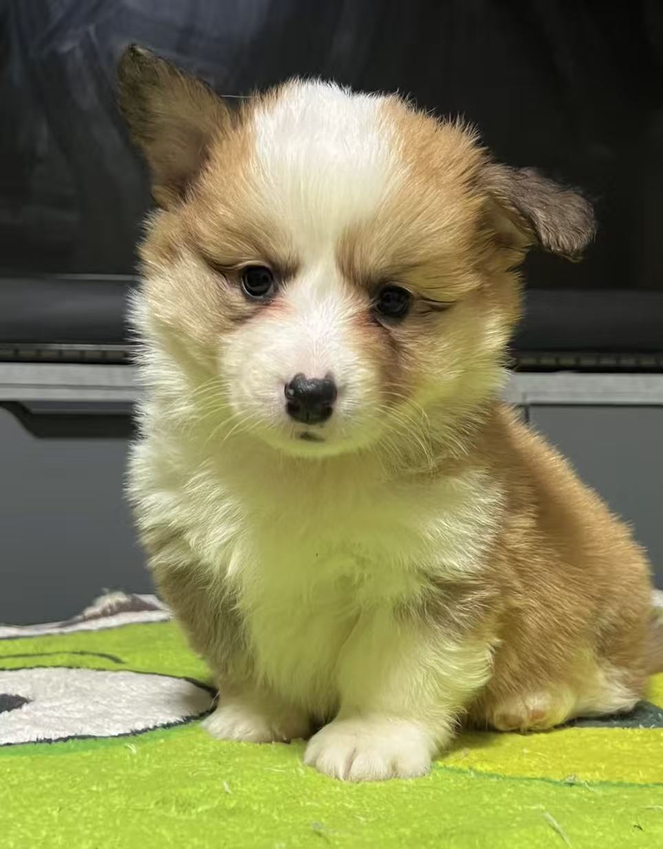 高品质长毛尾巴柯基弟弟一只